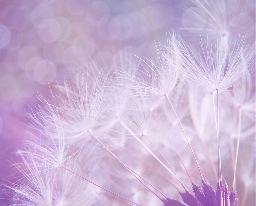 dandelion-923221_960_720